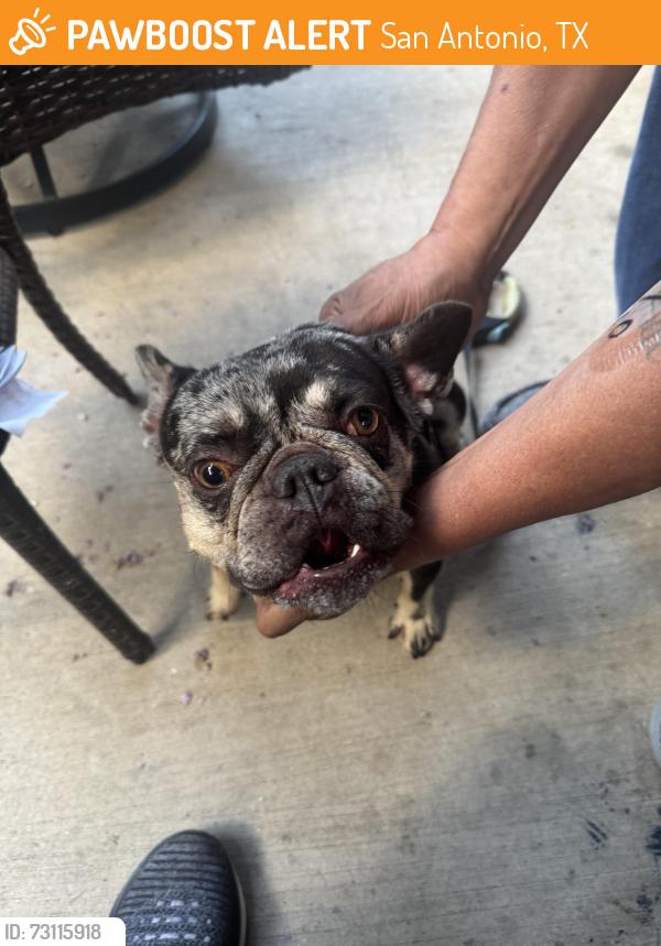Found/Stray Female Dog last seen Quail Oak street 78232, San Antonio, TX 78232