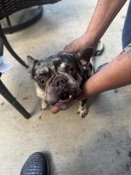Found/Stray Female Dog last seen Quail Oak street 78232, San Antonio, TX 78232