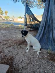 Found/Stray Male Dog last seen Solan Blvd and Ballinger by bus stop, Las Vegas, NV 89101