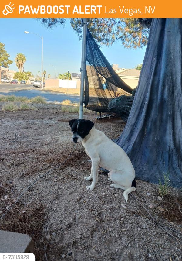 Found/Stray Male Dog last seen Solan Blvd and Ballinger by bus stop, Las Vegas, NV 89101