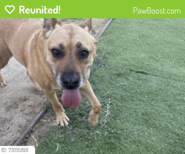 Reunited Female Dog last seen Near Sweetwater Park Pl, Spring Valley, CA 91977, USA, Spring Valley, CA 91977