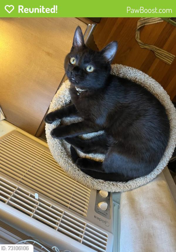Reunited Male Cat last seen Upper Rockridge: Amy / Proctor, Oakland, CA 94618