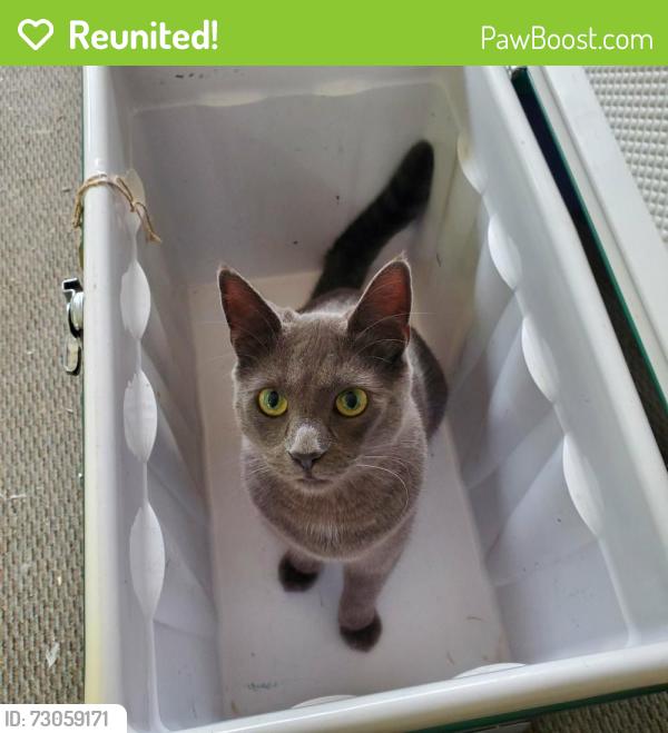Reunited Male Cat last seen Julien Elementary School, Turlock, CA 95380
