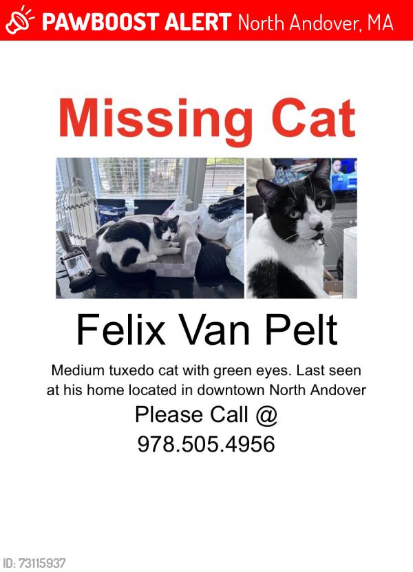 Lost Male Cat last seen Main st, North Andover, MA 01845