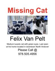 Lost Male Cat last seen Main st, North Andover, MA 01845