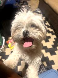 Found/Stray Female Dog last seen Oro Blanco, Colorado Springs, CO 80917