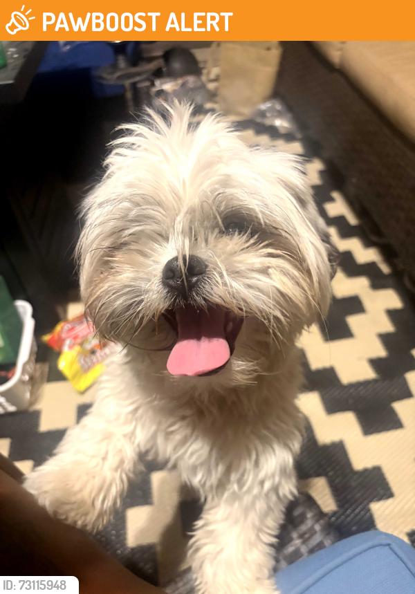 Found/Stray Female Dog last seen Oro Blanco, Colorado Springs, CO 80917