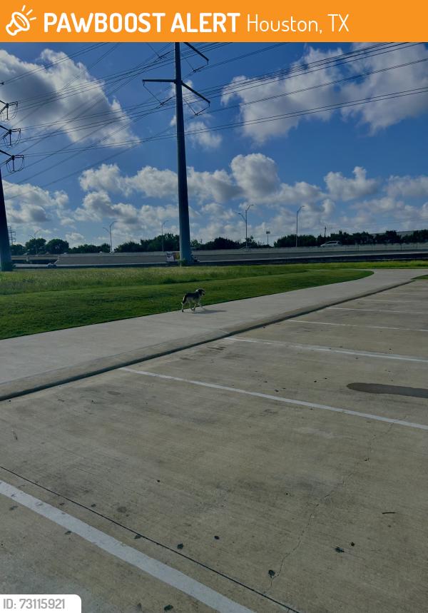 Found/Stray Unknown Dog last seen Westpark Dr., Houston, TX 77042