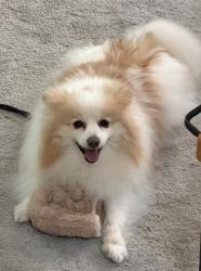 Reunited Male Dog last seen North Berkeley lake rd, Duluth, GA 30096
