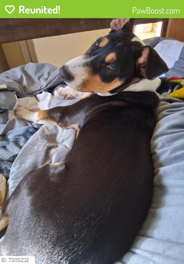Reunited Male Dog last seen Near David Edwards Dr, San Antonio, TX 78233, USA, San Antonio, TX 78233