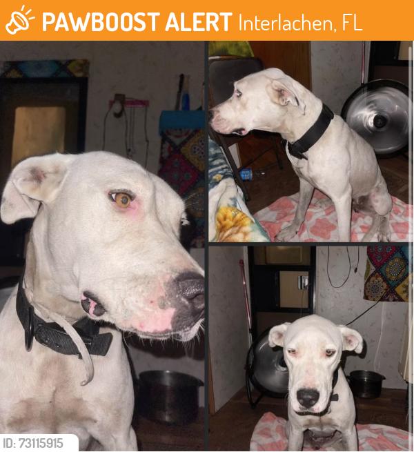Found/Stray Female Dog last seen Us hwy 20 interlachen Florida, Interlachen, FL 32148