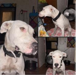 Found/Stray Female Dog last seen Us hwy 20 interlachen Florida, Interlachen, FL 32148