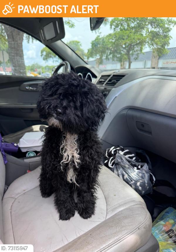 Found/Stray Male Dog last seen Near N State Road 7 Ste Lauderdale Lake FL 33319-5602, Lauderdale Lakes, FL 33309