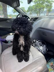 Found/Stray Male Dog last seen Near N State Road 7 Ste Lauderdale Lake FL 33319-5602, Lauderdale Lakes, FL 33309