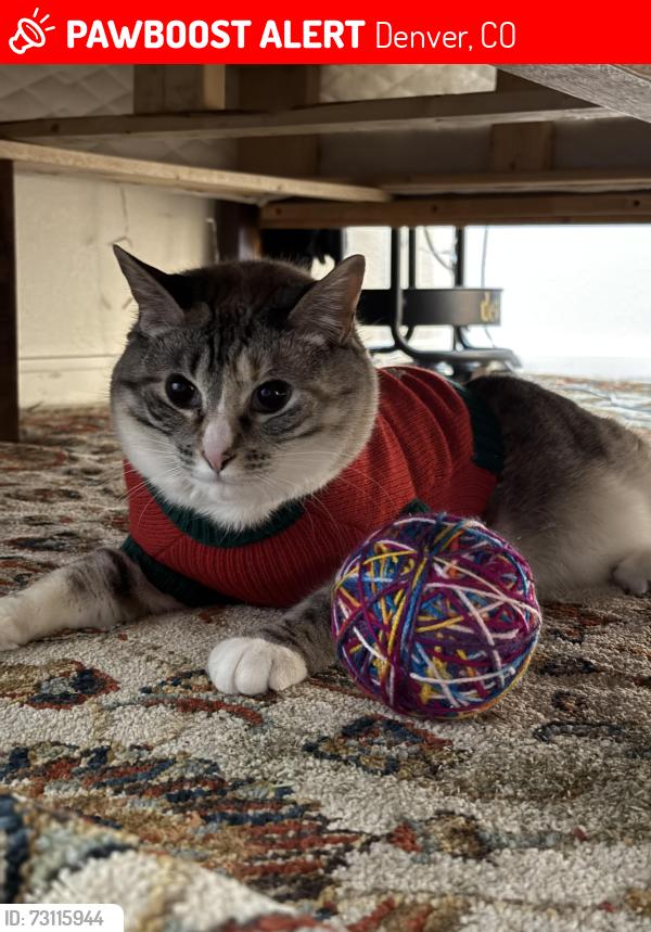 Lost Female Cat last seen Near Magnolia St, Denver, CO 80207