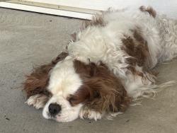 Lost Male Dog last seen Darke/Preble Co line, New Paris, OH 45347