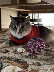 Lost Female Cat last seen Near Magnolia St, Denver, CO 80207