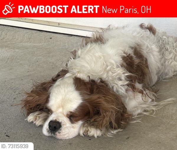 Lost Male Dog last seen Darke/Preble Co line, New Paris, OH 45347
