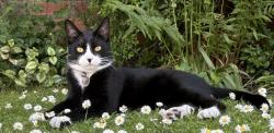 Lost Male Cat last seen Park Grove, by Hill View near Eastfield Pub, Henleaze, England BS9 4NY