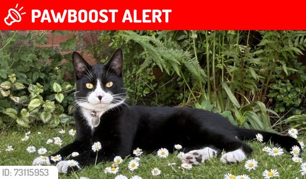 Lost Male Cat last seen Park Grove, by Hill View near Eastfield Pub, Henleaze, England BS9 4NY