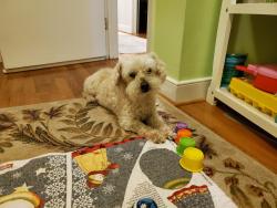Reunited Male Dog last seen Bending Oak Dr and Spring Run, Midlothian, VA 23112