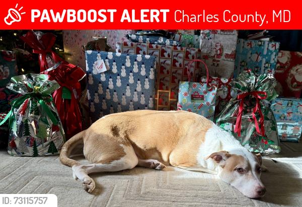 Lost Male Dog last seen Mason springs road going towards route 6, Charles County, MD 20658
