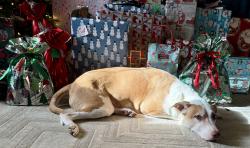 Lost Male Dog last seen Mason springs road going towards route 6, Charles County, MD 20658