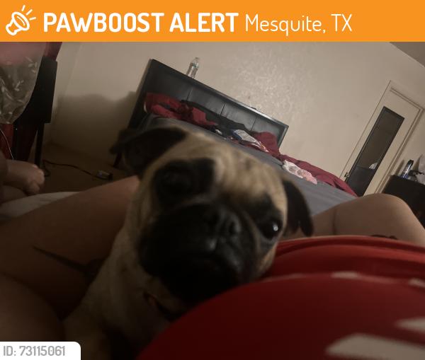 Found/Stray Female Dog last seen Mesquite tx, Mesquite, TX 75149