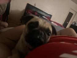 Found/Stray Female Dog last seen Mesquite tx, Mesquite, TX 75149