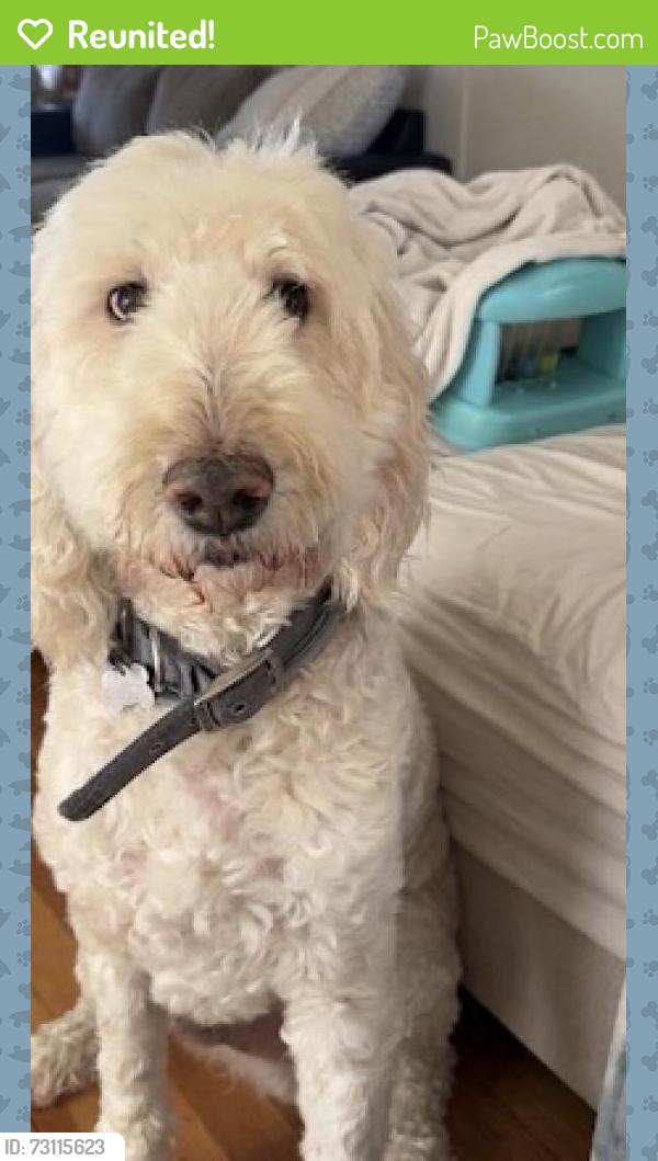 Reunited Male Dog last seen Christy Lane, north main st randolph, Randolph, MA 02368