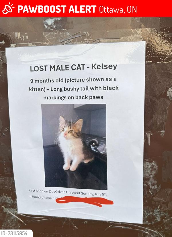 Lost Male Cat last seen Des grives crescent, Ottawa, ON 