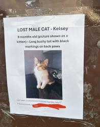 Lost Male Cat last seen Des grives crescent, Ottawa, ON 