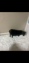 Lost Male Cat last seen Sugar loaf and nw 161st st, Edmond, OK 73013