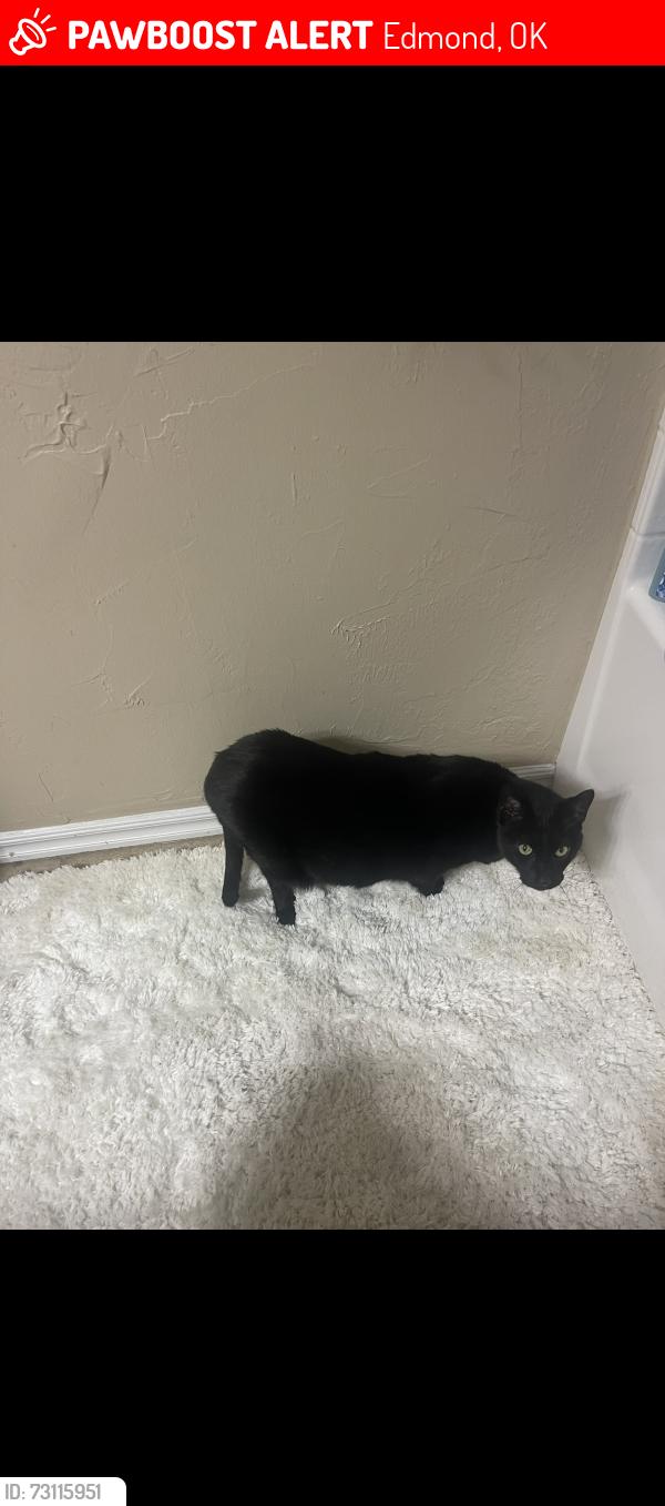 Lost Male Cat last seen Sugar loaf and nw 161st st, Edmond, OK 73013