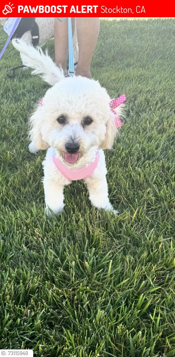 Lost Female Dog last seen Roosevelt st, Stockton, CA 95205