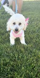 Lost Female Dog last seen Roosevelt st, Stockton, CA 95205
