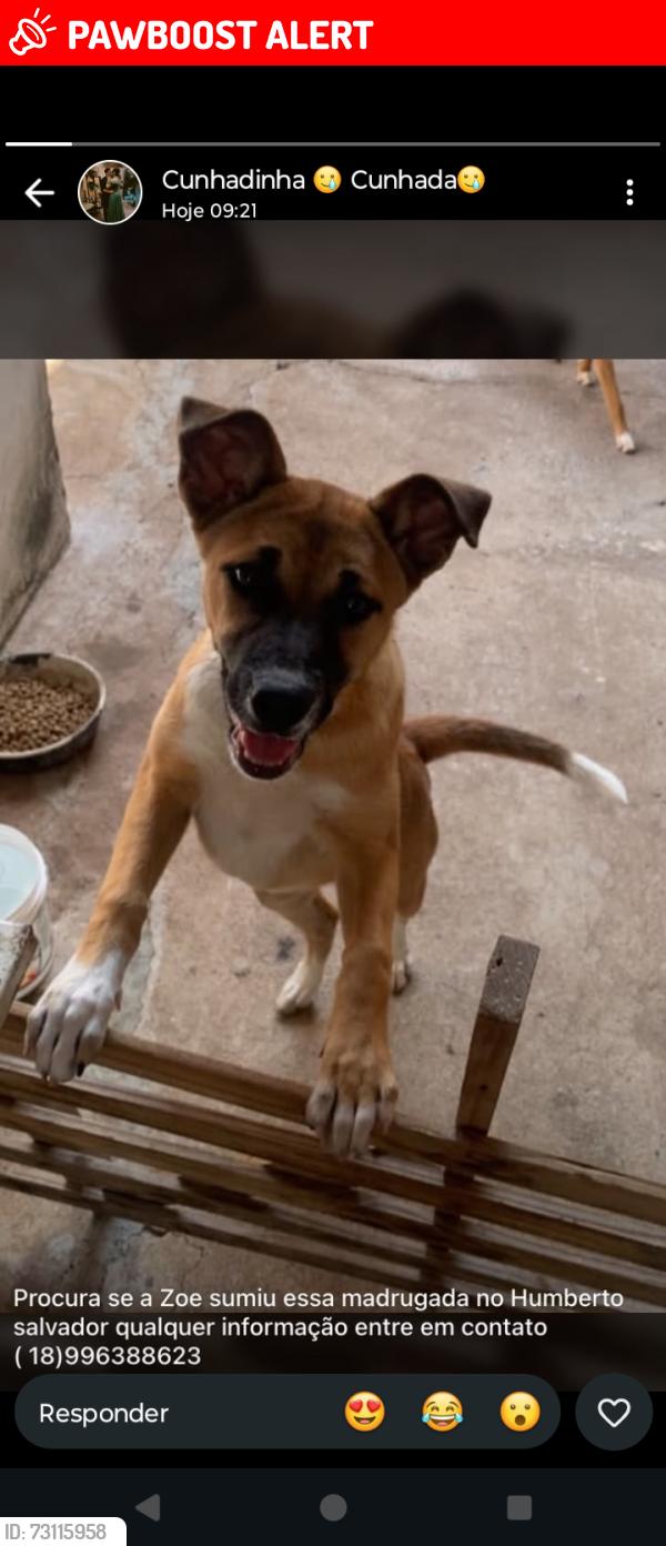 Lost Female Dog last seen Avenida do terra nova, Jardim Humberto Salvador, SP 19100-345