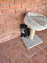 Lost Female Dog last seen Del monte Ct Sw y 98th, Albuquerque, NM 87121