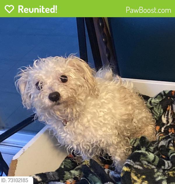 Reunited Female Dog last seen Hawthorne Ave NE, Salem, OR 97301, USA, Salem, OR 97301