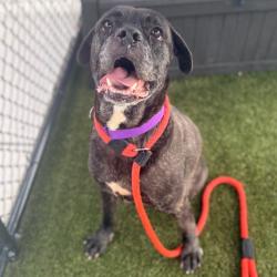 Shelter Stray Female Dog last seen , Animal Care & Control Team of Philly, 111 W Hunting Park Ave, Philadelphia, PA 19140, USA