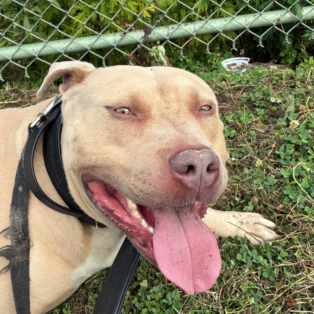 Shelter Stray Male Dog last seen , Animal Care & Control Team of Philly, 111 W Hunting Park Ave, Philadelphia, PA 19140, USA