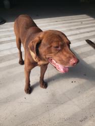Found/Stray Male Dog last seen Sw 205th Ave, Homestead, FL 33030