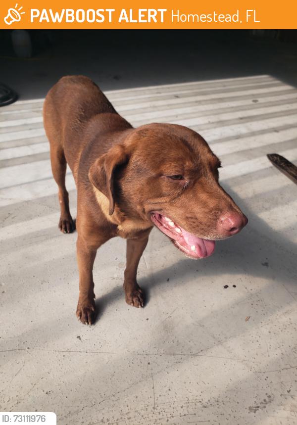 Found/Stray Male Dog last seen Sw 205th Ave, Homestead, FL 33030