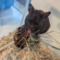 Shelter Stray Female Other last seen , 3607 N Armenia Ave, Tampa, FL 33607, USA
