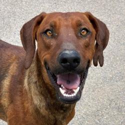 Shelter Stray Male Dog last seen , 1500 Idalia Rd NE, Bernalillo, NM 87004, USA
