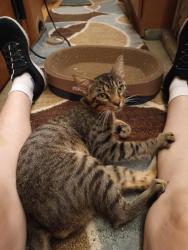 Found/Stray Male Cat last seen Glory Rd & E Dewey Robbins Rd, Howey-in-the-Hills, FL 34737