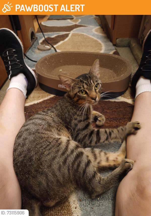 Found/Stray Male Cat last seen Glory Rd & E Dewey Robbins Rd, Howey-in-the-Hills, FL 34737