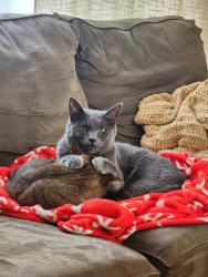 Reunited Male Cat last seen Auburn street and 195th Ave. in Elk River, MN., Elk River, MN 55330