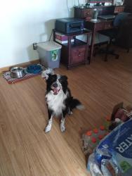 Reunited Unknown Dog last seen Tempe AZ, Tempe, AZ 85283