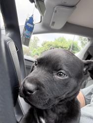 Found/Stray Female Dog last seen Capitol Expy, Tuers Rd, San Jose, CA 95121